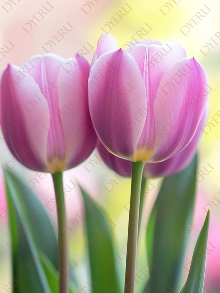Delikatne różowe tulipany w wiosennej scenerii