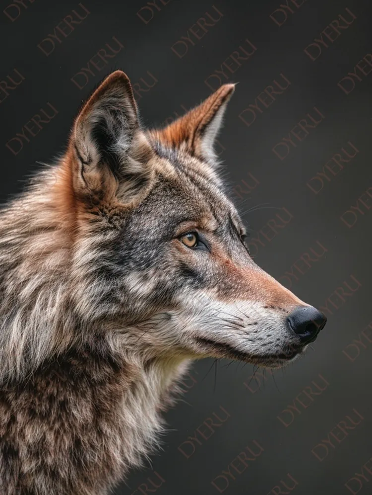 Portret wilka szarego z wyrazistym spojrzeniem w naturalnym środowisku